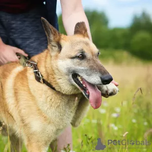 Photos supplémentaires: Chien bien élevé et confortable pour la vie