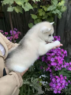 Photos supplémentaires: Chiots Husky Sibérien