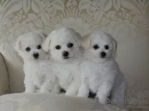 Photo №2 de l'annonce № 72888 de la vente bichon à poil frisé - acheter à Ukraine éleveur