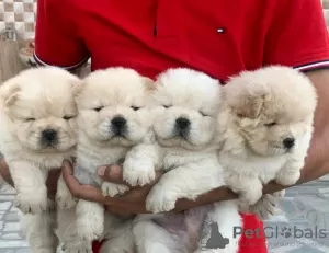 Photo №1. chow-chow - à vendre en ville de Сало | négocié | Annonce №54793