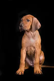 Photo №3. Chiot Rhodesian Ridgeback. Estonie