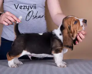 Photo №2 de l'annonce № 3171 de la vente basset hound - acheter à Fédération de Russie de la fourrière