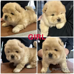 Photo №1. chow-chow - à vendre en ville de Genk | 400€ | Annonce №131476