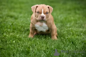 Photos supplémentaires: Chiots American Bully à vendre