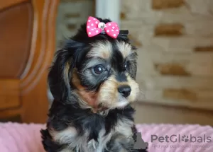 Photo №1. cavalier king charles spaniel - à vendre en ville de Busko-Zdrój | 645€ | Annonce №56031