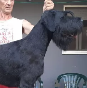 Photos supplémentaires: JE VENDS GÉANT SCHNAUZER MALE AVEC PEDIGREE