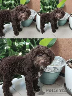 Photos supplémentaires: Chiots Lagotto Romagnolo à vendre