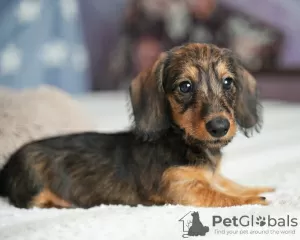 Photos supplémentaires: Chiots lapins teckel à poil dur, garçons, 3 mois