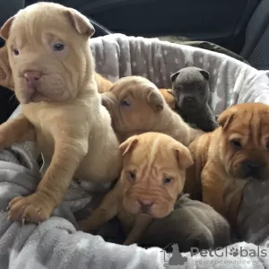 Photo №1. shar pei - à vendre en ville de Nottingham | 350€ | Annonce №18206