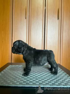 Photos supplémentaires: Chiots bouledogues français