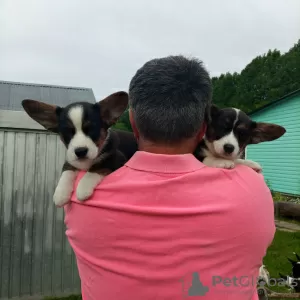 Photo №1. welsh corgi - à vendre en ville de Москва | 308€ | Annonce №52595