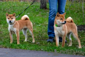 Photos supplémentaires: Chiots Shiba Inu