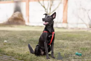 Photos supplémentaires: Le gentil et joyeux chien Stitch cherche de toute urgence un foyer.