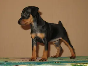 Photo №2 de l'annonce № 2775 de la vente pinscher miniature - acheter à Biélorussie éleveur