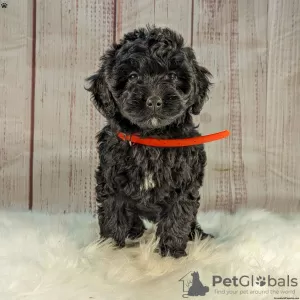 Photos supplémentaires: Superbes chiots Goldendoodle