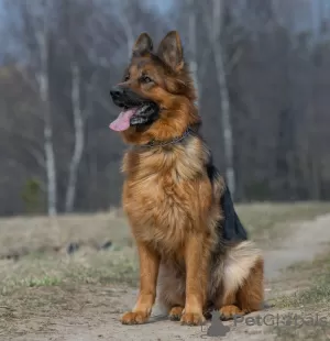 Photos supplémentaires: Chiots d'élite berger allemand à poil long