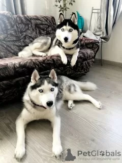 Photos supplémentaires: Chiots husky aux yeux bleus pure race à vendre!