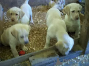 Photo №1. labrador retriever - à vendre en ville de Varsovie | négocié | Annonce №71878