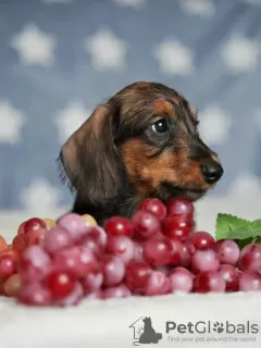 Photos supplémentaires: Chiots lapins teckel à poil dur, garçons, 3 mois