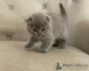 Photo №1. scottish fold - à vendre en ville de Eindhoven | négocié | Annonce № 58406