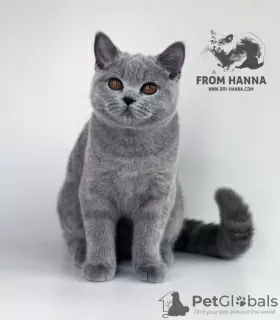 Photo №3. British Shorthair bleu. Biélorussie