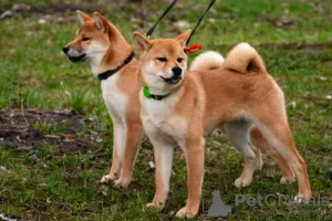 Photos supplémentaires: Chiots Shiba Inu