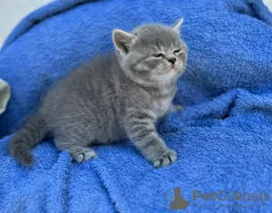 Photo №3. Chatons British shorthair white et silver tabby avec pedigree. Bulgarie