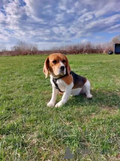 Photos supplémentaires: beagle