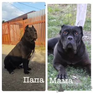 Photos supplémentaires: Chiots Cane Corso