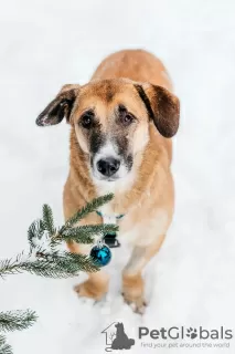 Photo №1. chien bâtard - à vendre en ville de Москва | Gratuit | Annonce №127694