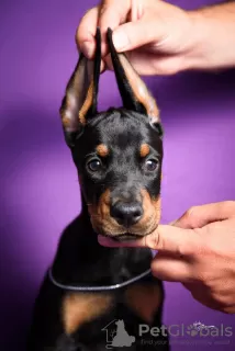 Photos supplémentaires: Chiots Dobermann