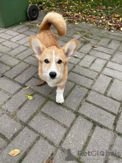 Photo №3. corgi à vendre. Biélorussie