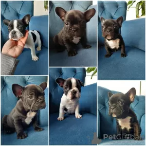 Photo №1. bouledogue - à vendre en ville de Marseille | Gratuit | Annonce №16199