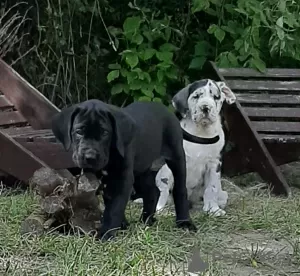 Photo №3. Chiots Dogue Allemand. Pologne