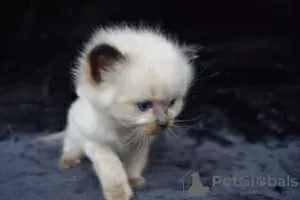 Photo №3. Mignons chatons Ragdoll à vendre maintenant. Espagne