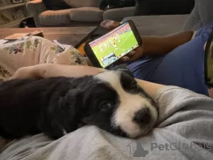 Photos supplémentaires: Chiots bouviers bernois enregistrés