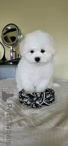 Photo №1. bichon à poil frisé - à vendre en ville de Khmelnitsky | 1350€ | Annonce №48768