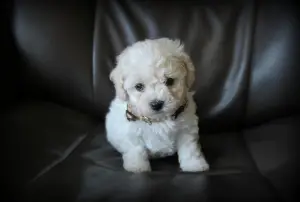 Photo №1. bichon à poil frisé - à vendre en ville de Perm | 813€ | Annonce №446