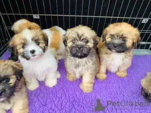 Photo №2 de l'annonce № 46196 de la vente lhassa apso - acheter à Pays Bas annonce privée