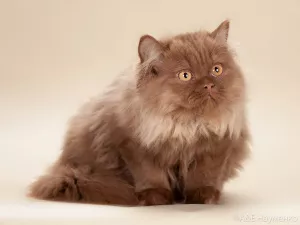 Photo №2 de l'annonce № 5745 de la vente british longhair - acheter à Fédération de Russie de la fourrière