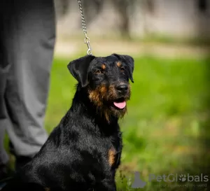 Photos supplémentaires: Terrier de chasse allemand