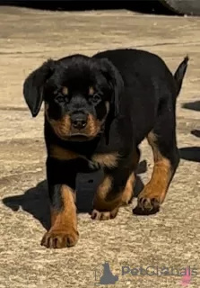 Photo №1. rottweiler - à vendre en ville de Bakersfield | 615€ | Annonce №50499