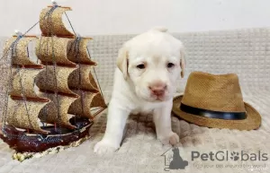 Photo №4. Je vais vendre labrador retriever en ville de Joukovski. annonce privée - prix - 556€