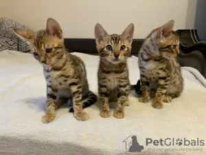 Photo №3. chatons bengal. Fédération de Russie