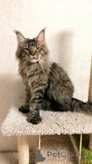 Photo №1. maine coon - à vendre en ville de Tolyatti | 1154€ | Annonce № 23866