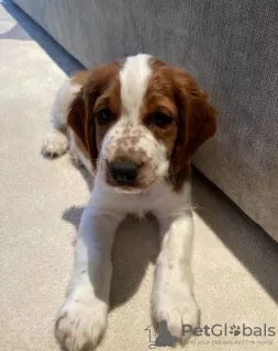 Photo №1. welsh springer spaniel - à vendre en ville de Vilnius | négocié | Annonce №94426