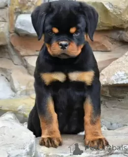 Photo №1. rottweiler - à vendre en ville de Bucharest | négocié | Annonce №117570