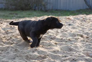 Photos supplémentaires: Chiots Xolo en laine