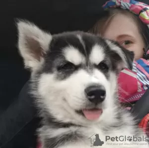 Photo №1. husky de sibérie - à vendre en ville de Jūrmala | 350€ | Annonce №30272