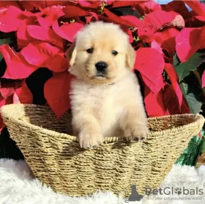 Photo №4. Je vais vendre golden retriever en ville de New york. de la fourrière, éleveur - prix - 568€